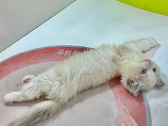 -青奢宠物·青奢猫舍