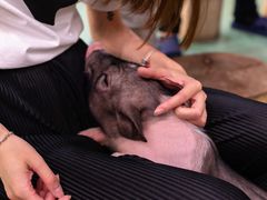 -藦茜花园宠物主题亲子互动体验馆(国顺东路店)