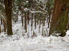 -武陵山森林公园