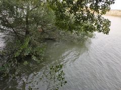 -大湾区中央湿地公园