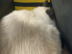 -艾贝尔宠物医院 ·中兽医·宠保定点(北门桥店)