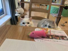 -MOYOYO猫咪咖啡店