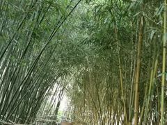 -竹子庵公园