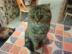 -猫小院猫主题餐厅(南锣旗舰店)