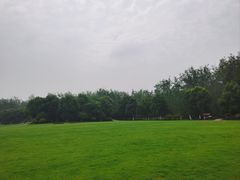 -合肥滨湖国家森林公园