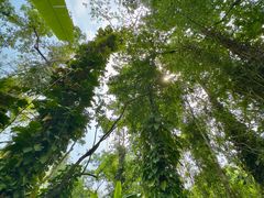 -中国科学院西双版纳热带植物园