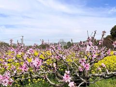 -南汇桃花村