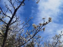 -上海吴淞炮台湾国家湿地公园