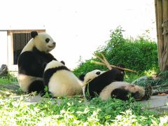 -都江堰中华大熊猫苑