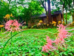 -杭州植物园
