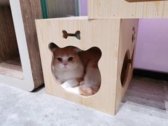 -瞄一喵猫咖(格力海岸店)