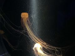 -欢乐海岸海洋奇梦馆