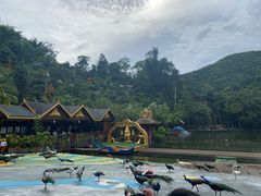 -西双版纳原始森林公园