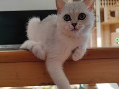 -纳吉亚猫专科动物诊疗中心(蒋宅口分院)