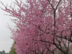 -白塘生态植物园