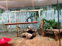 -深圳野生动物园