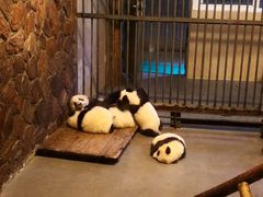 景点-成都大熊猫繁育研究基地