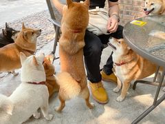 -柴犬高等学院·狗咖·柴犬售卖·宠物训练