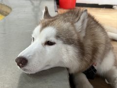 -Husky Go! 哈士奇体验馆·宠物咖啡厅狗咖