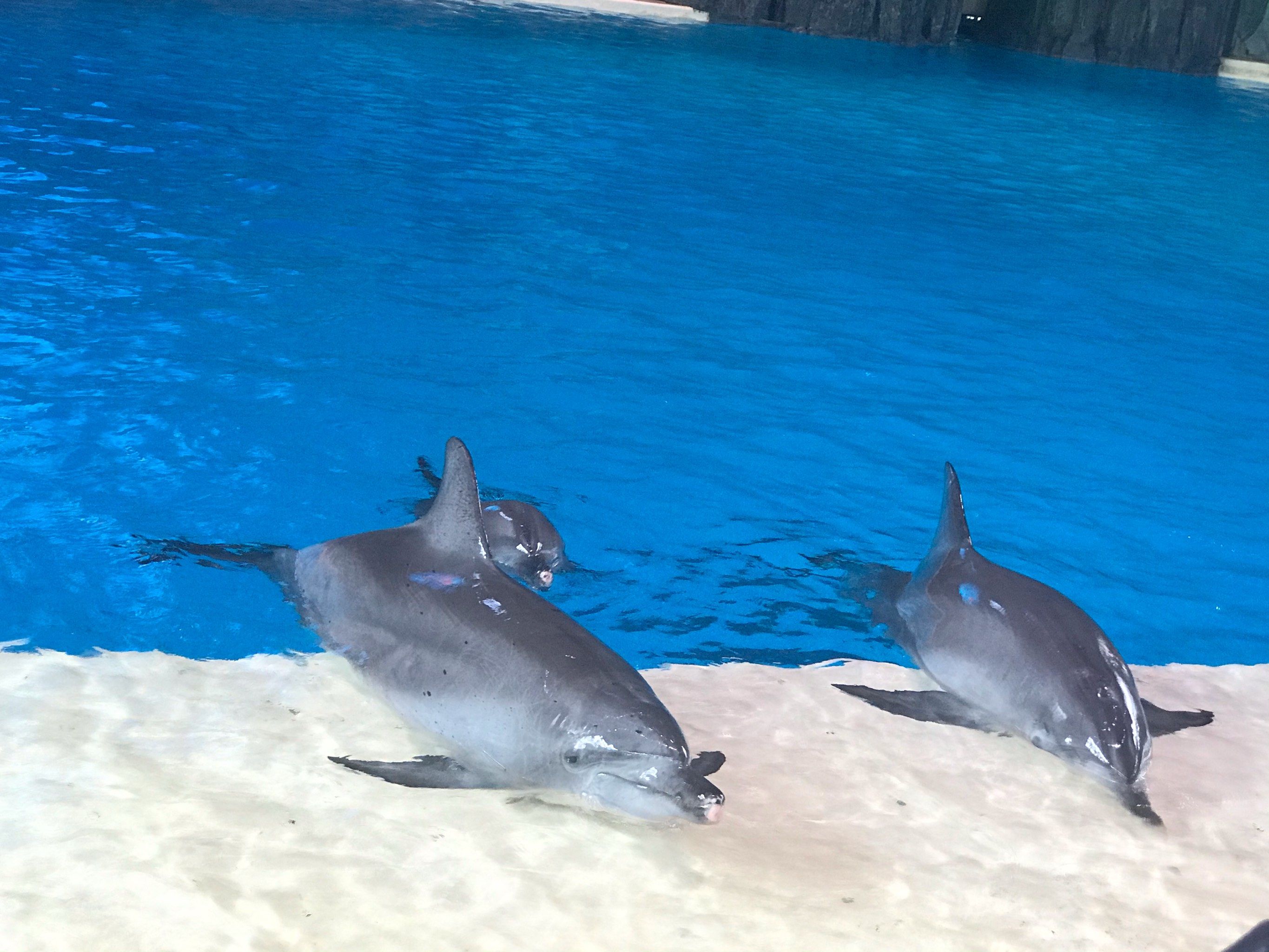 海洋王国的海豚