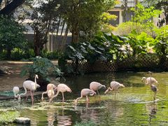 -香港皇家太平洋酒店