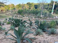 -东莞植物园