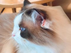 -猫腻·猫咖·撸猫馆(星光大道店)