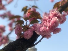 -嘉定紫藤园