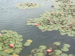 -三圣花乡旅游区