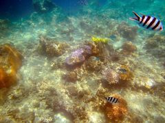 -斐济双桅帆船外岛一日游 浮潜 海钓 Tinhao号