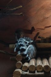 -Zoolung Zoolung动物主题公园(海信广场店)