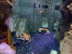 -迪拜水族馆及水下动物园