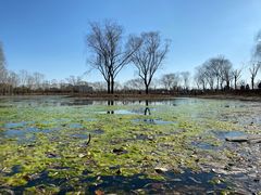 -大兴滨河森林公园