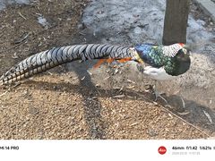 -沈阳鸟岛