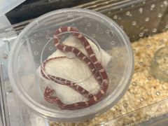 -酷以爬仙阁实体爬宠店·守宫·蜥蜴·专业繁育