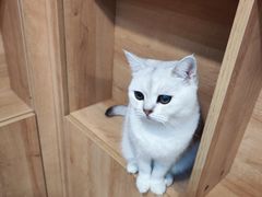 -是阿柴呀！柴犬咖啡·爱喵喵猫咖