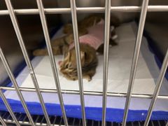 -中农国际动物医院24小时·猫科·骨科·急重症中心