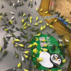 -七巧国萌宠乐园(龙湖天街店)