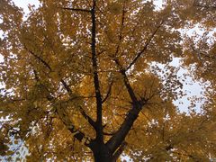 -奈雪的茶(亨特国际广场店)