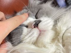 -瑞派名望24h动物医院异宠专科·猫专科·骨科·重症监护分院
