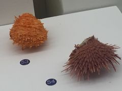 -青岛贝壳博物馆