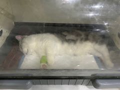 -瑞鹏瑞爱宠物医院·全科·猫科·血液透析中心(龙头寺店)