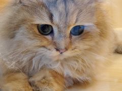 -momokira米努特·德文卷毛猫·棉花面纱犬
