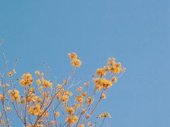 -狐尾山公园