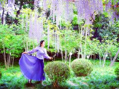 -嘉定紫藤园