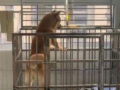 -翊宠yipet猫狗购宠庄园犬舍•猫舍