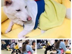 -逗柴咖啡屋·狗咖猫咖宠物桌游