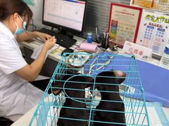 -pd派德宠物中心医院24H急重症·眼科中心·血液透析中心(嵩山北路店)