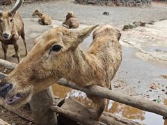 -海南热带野生动植物园