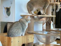 -有喵·猫咖·狗咖·30几只猫10只小狗(岗厦店)